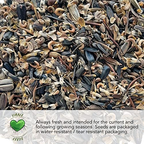Seed Needs, Dragon's Blood Sedum Seeds for Planting (Sedum coccineum) Twin Pack of 1,000 Seeds Each - Heirloom & Open Pollinated - Great Groundcover for Rock Gardens