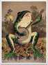 IXMAH Banjo Frog Art Poster Canvas Painting Creativity Poster and Print Wall Art Picture for Living Room Home Decoration (Frog,16x24inch Unframed)