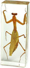 REALBUG Praying Mantis Paperweight (1 5/8 x 4 3/8 x 1 1/8")
