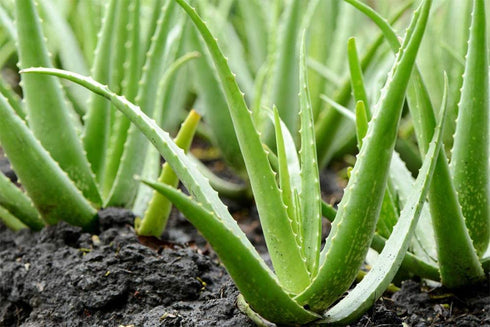 American Plant Exchange Aloe Vera Indoor/Outdoor Air Purifier Live Plant, 6" Pot, Natural Disinfectant/Sanitizer