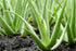 American Plant Exchange Aloe Vera Indoor/Outdoor Air Purifier Live Plant, 6" Pot, Natural Disinfectant/Sanitizer