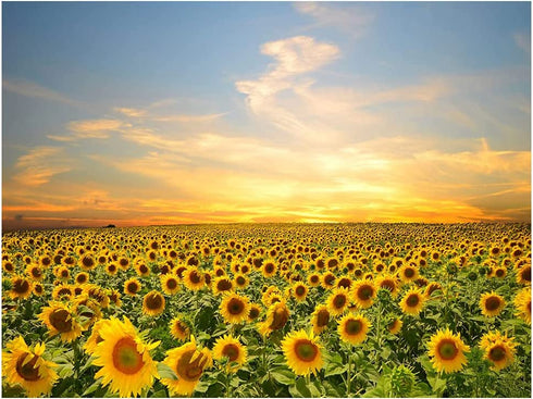 MSHC Sunflower Decor Framed Wall Art Yellow Flowers Painting Home Office Picture Hanging Kitchen Bedroom Living (YELLOW), 12 x 16 Inch