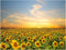 MSHC Sunflower Decor Framed Wall Art Yellow Flowers Painting Home Office Picture Hanging Kitchen Bedroom Living (YELLOW), 12 x 16 Inch