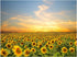 MSHC Sunflower Decor Framed Wall Art Yellow Flowers Painting Home Office Picture Hanging Kitchen Bedroom Living (YELLOW), 12 x 16 Inch