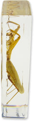 REALBUG Praying Mantis Paperweight (1 5/8 x 4 3/8 x 1 1/8")