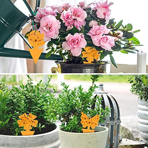 36 Pack Fruit Fly Gnat Traps for Indoor Outdoor Plants, Orange Fungus Gnats Killer for indoors Houseplants, Flying Insect Mosquitoes Catcher
