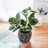 Mini Potted Artificial Plants Real Looking Plastic Fiddle Leaf Fig Plant with Rustic Black Cement Planter for House Office Desk Decor