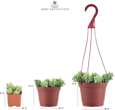 Shop Succulents | Unique Collection | Assortment of Hand Selected, Fully Rooted Live Indoor Succulent Plants, 3-Pack