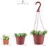 Shop Succulents | Unique Collection | Assortment of Hand Selected, Fully Rooted Live Indoor Succulent Plants, 3-Pack