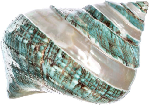Hermit Crab Shells | Turbo Shells | Jade Green Banded Turbo Shell 4"-4.5" | Hermit Crab House for Décor | Plus Free Nautical eBook by Joseph Rains