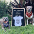 JPB 2 Pack Sooner to be Big Brother Dog Bandana,Pet Baby Announcement Plaid Scarf Gender Reveal Accessories