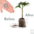 Window Garden Fiber Soil Direct Plant Seed Starters (36mm) 48 Pods - use with our Seed Starter Kit or Any Tray. Expands with Water, Grow Herbs, Flowers and Vegetables. No Messy Soil, Easy,Successful
