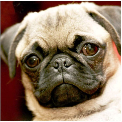 Pug Full Diamond Painting Kits - pigpigboss 5D Full Diamond Painting by Numbers - Pug Diamond Dots Kit Dog Diamond Painting Arts Crafts Kit for Adult Kid Dog Lovers (11.8 x 11.8 inches)