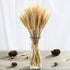 yarlung 300 Stems 16 Inch Dried Wheat Sheaves, Natural Wheat Stalks Bundle Fall Arrangement for DIY Craft, Home Table, Wedding