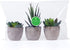 OUNONA 3pcs Faux Succulents/Artificial Cactus/Simulation Cacti Potted Plants Home Bonsai Decor Garden Greenery