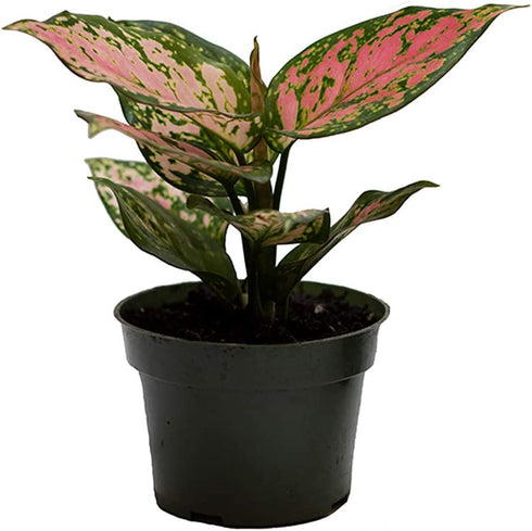 American Plant Exchange Aglaonema Chinese Evergreen Hot Pink Valentine Wishes Live Plant, 4" Pot, Indoor/Outdoor Air Purifier