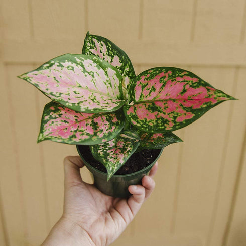 American Plant Exchange Aglaonema Chinese Evergreen Hot Pink Valentine Wishes Live Plant, 4" Pot, Indoor/Outdoor Air Purifier
