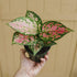 American Plant Exchange Aglaonema Chinese Evergreen Hot Pink Valentine Wishes Live Plant, 4" Pot, Indoor/Outdoor Air Purifier