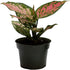 American Plant Exchange Aglaonema Chinese Evergreen Hot Pink Valentine Wishes Live Plant, 4" Pot, Indoor/Outdoor Air Purifier