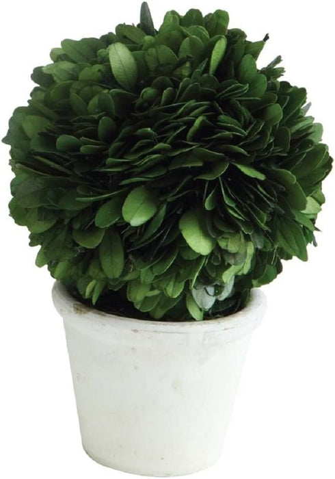 Creative Co-Op Single Ball Preserved Clay Pot Boxwood Topiary, Green 6.25 inch