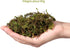 Wakauto 3 Packs Lifelike Artificial Moss Green Faux Lichen Fake Simulation Plants Floral Moss for Garden Lawn Crafts Wedding Decoration