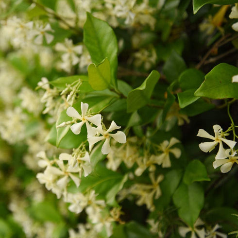 Perfect Plants Confederate Jasmine Live Plant, 1 Gallon, Includes Care Guide