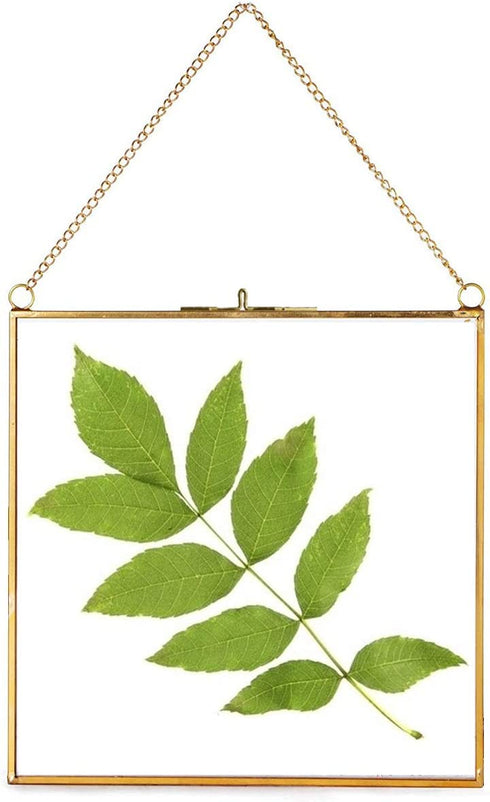 Daisylily 8x8 Inch Brass Hanging Photo Frame, Copper Glass Picture Frames Clip Modern Wall Decor Plant Specimen Artwork Ornament Display Gold Square