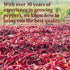 The Spice Way - Mexican Seasoning Spice Blend. No Salt, Non GMO, No preservatives. 2oz