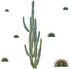 RoomMates RMK3860GM Cactus Peel and Stick Giant Wall Decals