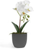 Barnyard Designs 14? Artificial Phalaenopsis Orchid, Indoor Faux Potted House Plant with Flowers for Home, Office, or Parlor Decor