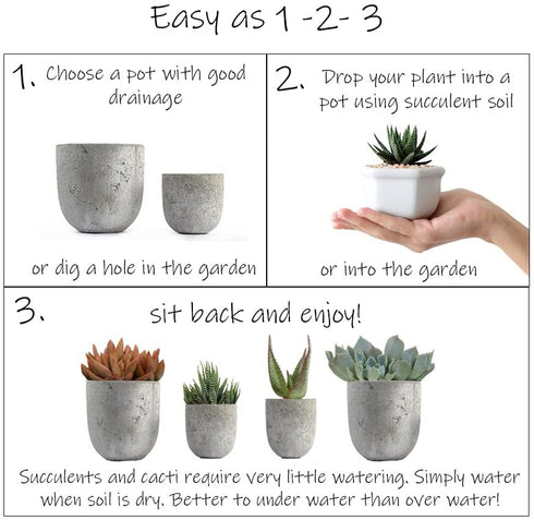 Altman Plants Desert Fire Collection 2.5" 4 Pack