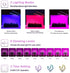 Grow Lights, Clip-on Plant Grow Lights with Red Blue LED Bulbs for House Plants Hydroponics Succulent Growing, 3 Light Modes Timing Function (20)