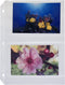 C-Line Ring Binder Photo Storage Pages for 4 x 6 Inch Photos, Side Load, 4 Photos/Page, 50 Pages per Box (52564)