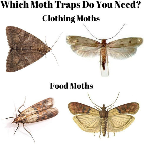 Pantry Moth Trap (6 Pack) - Closet Traps for Moths with Unique Hanging Design, Pheromone Attractant Catches Male Moths Naturally without Toxic Repellant is Family Safe and Prime for Kitchen Closets.