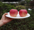 9 inch Compostable Plates, 100 Count Heavyduty Sugarcane/Bagasse and Bamboo Fibre Biodegradable Disposable Paper Plate