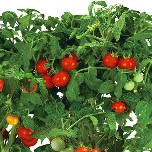 AeroGarden Mega Cherry Tomato, Tall Gardens Only (9-pod)