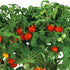 AeroGarden Mega Cherry Tomato, Tall Gardens Only (9-pod)