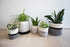 7 Inch Small Plant Basket, Mono Living, Rope Plant Basket Woven Basket for Plant Flower Pot Indoor Planter Boho Decor Small Cotton Rope Basket Grey and White