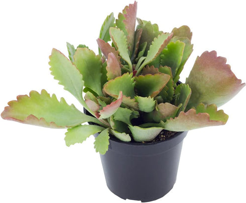 Altman Plants Desert Fire Collection 2.5" 4 Pack