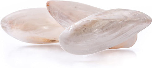 White Pearled Decorative Clam Shell | 3 Polished Closed Clam Sea Shells for Decoration | Shells for Craft | Plus Free Nautical Ebook by Joseph Rains