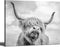 Highland Cow Black and White Canvas Wall Art Animal Print Pictures Highland Cattle Photo Framed Farmhouse Painting 12x16 inches for Home Decor