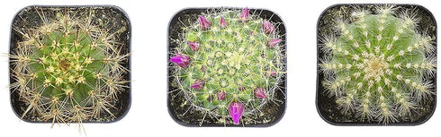 Cactus Plants (Mix of 3), Mammillaria Cactus Plants Live in Cactus Soil, Opuntia Cactus Live Plants, Cacti Plants Live, Cactus D©cor Succulents, Cacti D©cor Drought Tolerant Plants by Plants for Pets