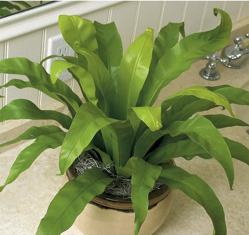 American Plant Exchange Birds Nest Fern Japanese Live Plant, 6" Pot, Indoor/Outdoor Air Purifier