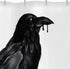 HIYOO Halloween Skull Raven Shower Curtain with Hooks, Horror Scary Skeleton Hallowmas Bathroom Art Decor Bathtub Black and White Shower Curtains, Waterproof Fabric - Mysterious Bird 60" W x 72" L