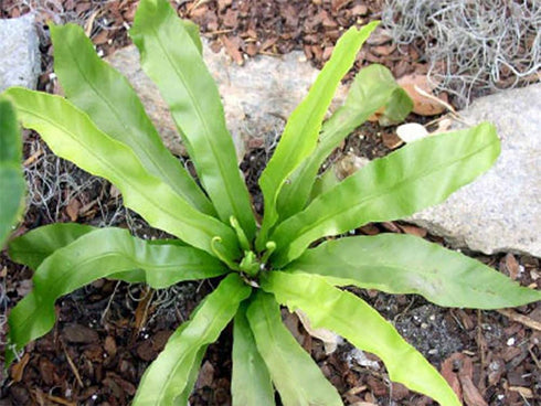 American Plant Exchange Birds Nest Fern Japanese Live Plant, 6" Pot, Indoor/Outdoor Air Purifier