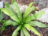 American Plant Exchange Birds Nest Fern Japanese Live Plant, 6" Pot, Indoor/Outdoor Air Purifier