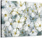 ARTISTIC PATH Flower Abstract Art Floral Picture: White Botanical Artwork Painting on Canvas Wall Art for Bedrooms (16" W x 12" H,Multi-Sized)
