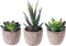 OUNONA 3pcs Faux Succulents/Artificial Cactus/Simulation Cacti Potted Plants Home Bonsai Decor Garden Greenery