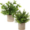 Artificial Mini Potted Plants Plastic Fake Green Plant Small Faux Plants in Pots for Home Table Office Desk Room Bathroom House Decor