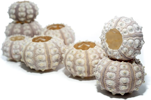 Sea Urchin | 8 Sputnik Sea Urchin Shell | 8 Purple Sputnik Sea Urchin Shells for Craft and Decor | Plus Free Nautical eBook by Joseph Rains